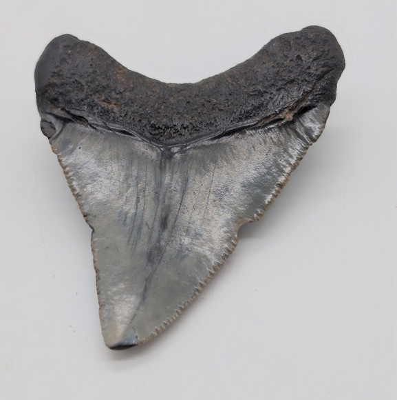 Real Otodus Megalodon Shark Tooth Fossil Sharp Serrations Black / Gray - Picture 6 of 8